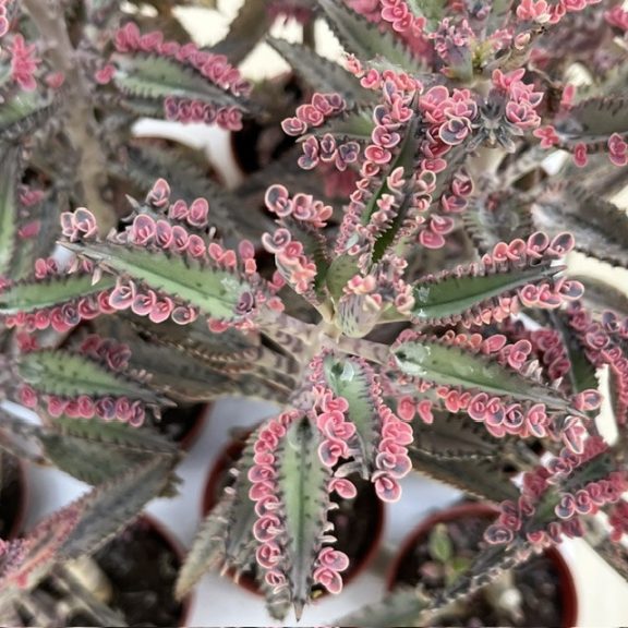 Kalanchoe 'Pink butterfly' M size