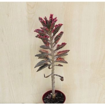 Kalanchoe 'Pink butterfly' M size