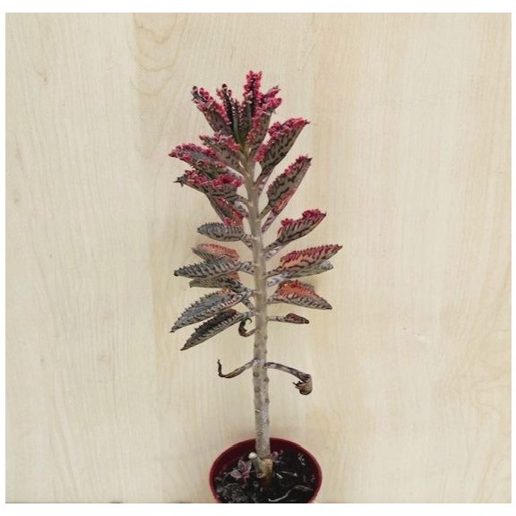 Kalanchoe 'Pink butterfly' M size
