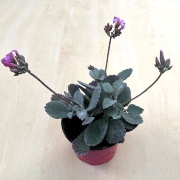 Kalanchoe manginii 'Tessa'  -Bez kvetov