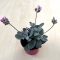 Kalanchoe manginii 'Tessa'  -Bez kvetov
