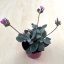Kalanchoe manginii 'Tessa'  -Bez kvetov
