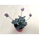 Kalanchoe manginii 'Tessa'  -Bez kvetov