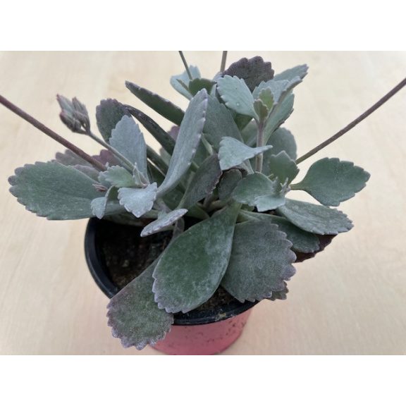 Kalanchoe manginii 'Tessa'  -Bez kvetov