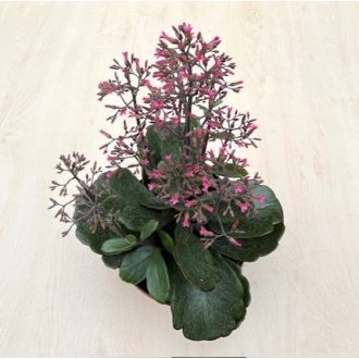 Kalanchoe ‘Surprising Canyon’