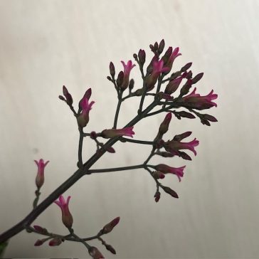 Kalanchoe ‘Surprising Canyon’