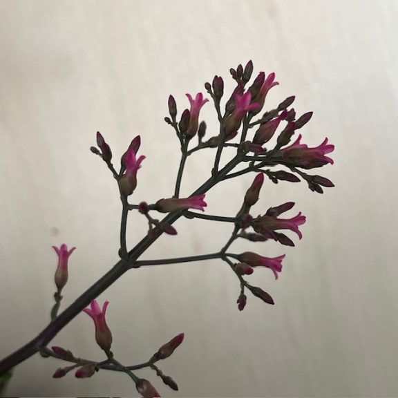 Kalanchoe ‘Surprising Canyon’