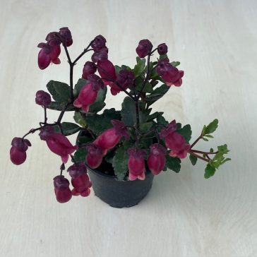 Kalanchoe manginii 'Tessa' 