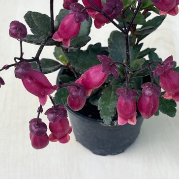 Kalanchoe manginii 'Tessa' 