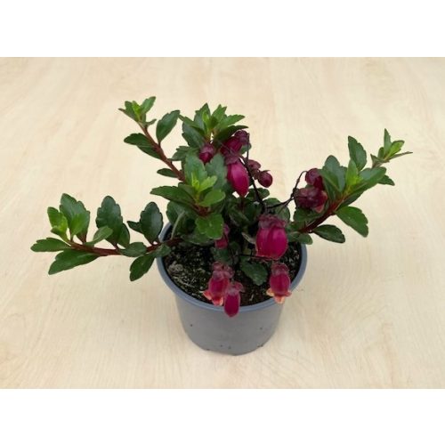 Kalanchoe manginii 'Tessa' 