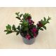 Kalanchoe manginii 'Tessa' 