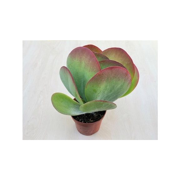 Kalanchoe thyrsiflora