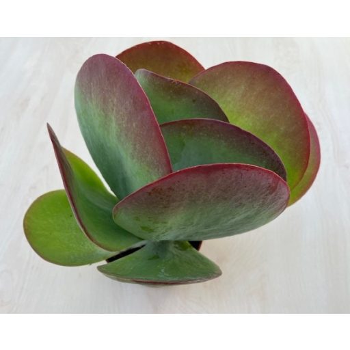 Kalanchoe thyrsiflora