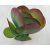 Kalanchoe thyrsiflora nagy