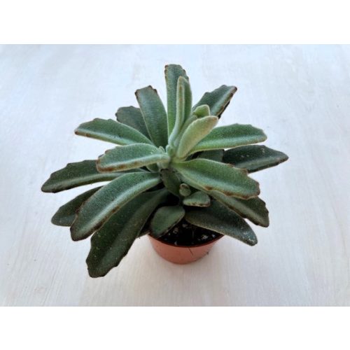 Kalanchoe tomentosa