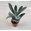 Kalanchoe tomentosa