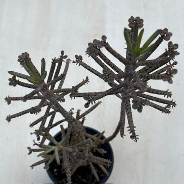 Kalanchoe tubiflora