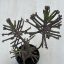 Kalanchoe tubiflora