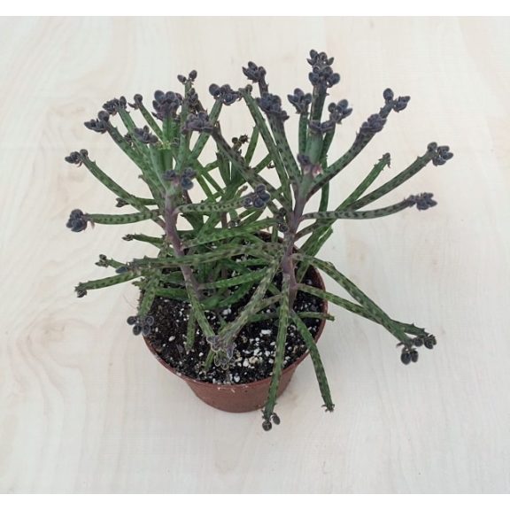 Kalanchoe tubiflora