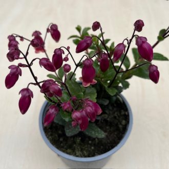 Kalanchoe ‘Wendy’