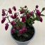 Kalanchoe ‘Wendy’