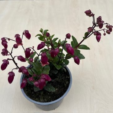 Kalanchoe ‘Wendy’