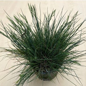 Festuca glauca