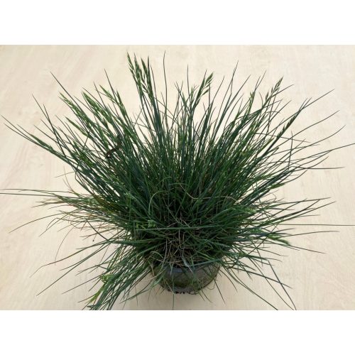 Festuca glauca