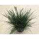 Festuca glauca