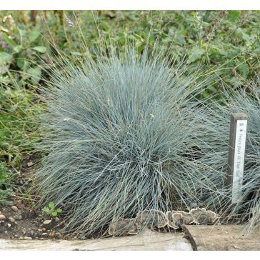 Festuca glauca