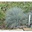 Festuca glauca 'Elijah Blue'