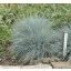 Festuca glauca 'Elijah Blue'