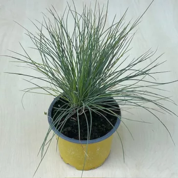 Festuca glauca 'Elijah Blue'
