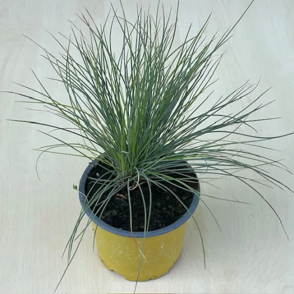 Festuca glauca 'Elijah Blue' Festuca glauca 'Elijah Blue'