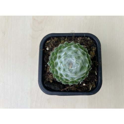 Sempervivum 100