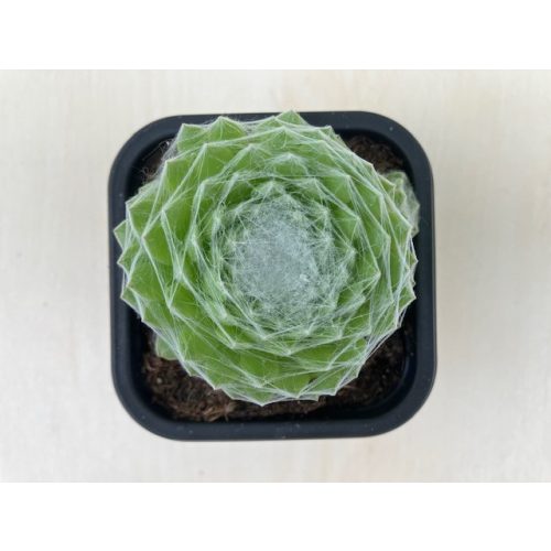 Sempervivum 100