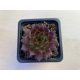 Sempervivum 101