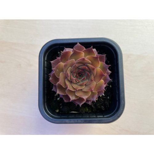 Sempervivum 102