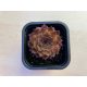 Sempervivum 102