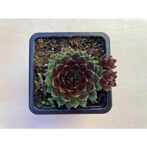 Sempervivum 107