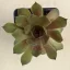 Sempervivum 108