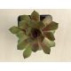 Sempervivum 108