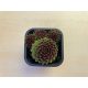 Sempervivum 109