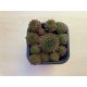 Sempervivum 110