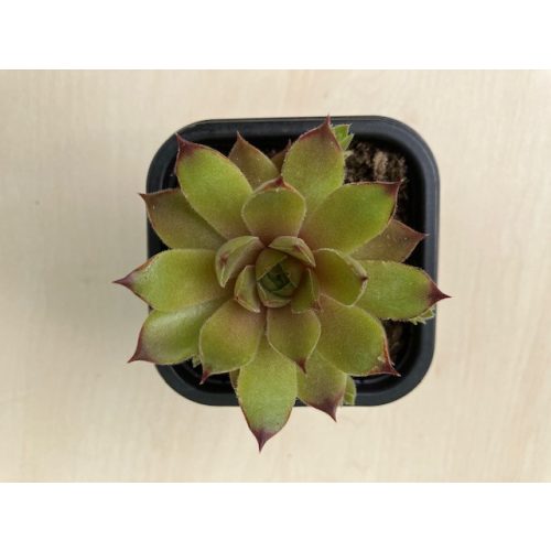 Sempervivum 110
