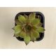 Sempervivum 110