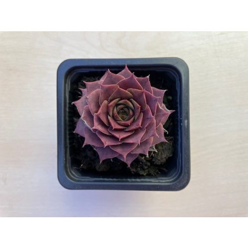 Sempervivum 111