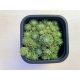 Sempervivum 112
