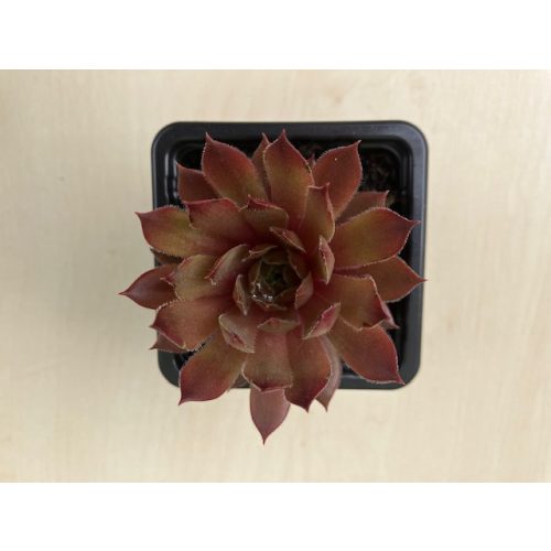 Sempervivum 116