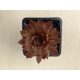 Sempervivum 116